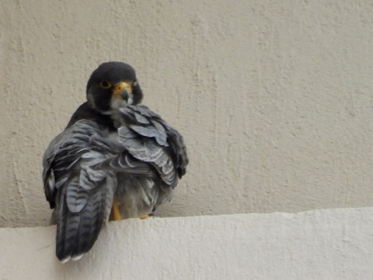 Peregrine Falcon - ML644280595