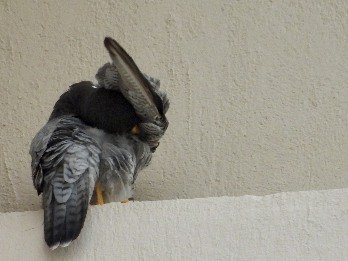 Peregrine Falcon - ML644280596