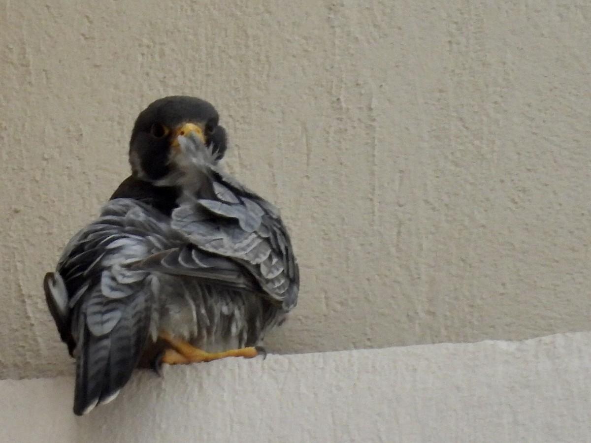 Peregrine Falcon - ML644280597