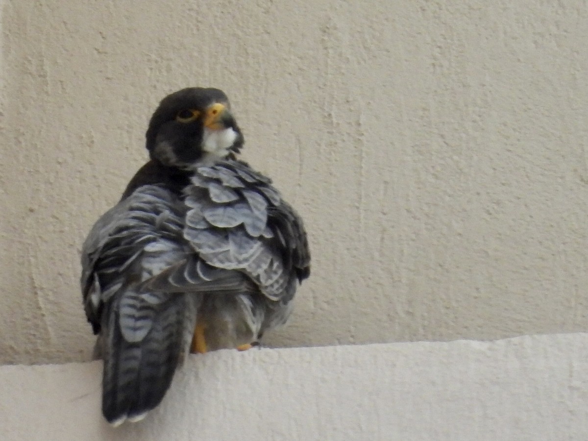 Peregrine Falcon - ML644280598