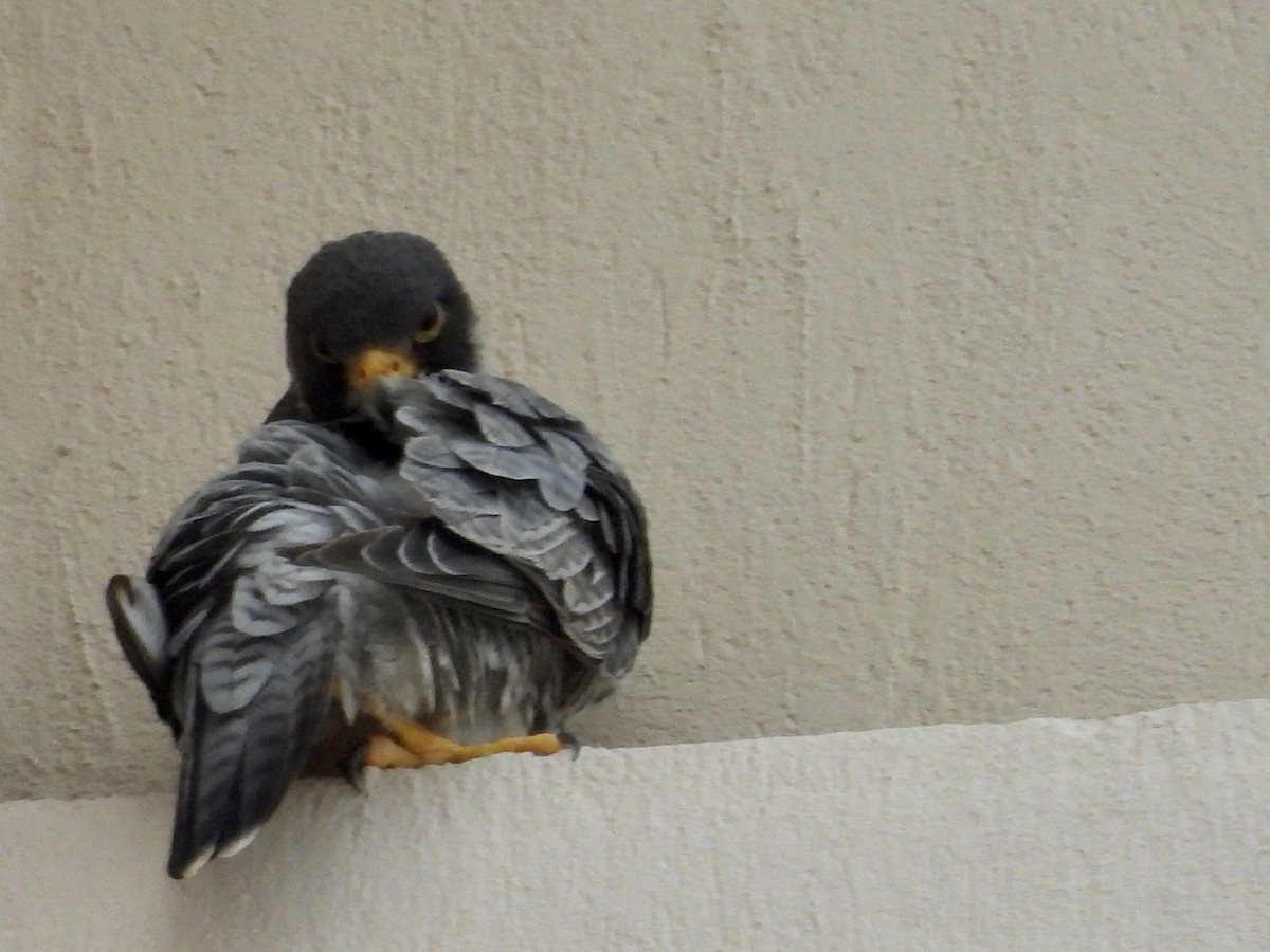 Peregrine Falcon - ML644280599