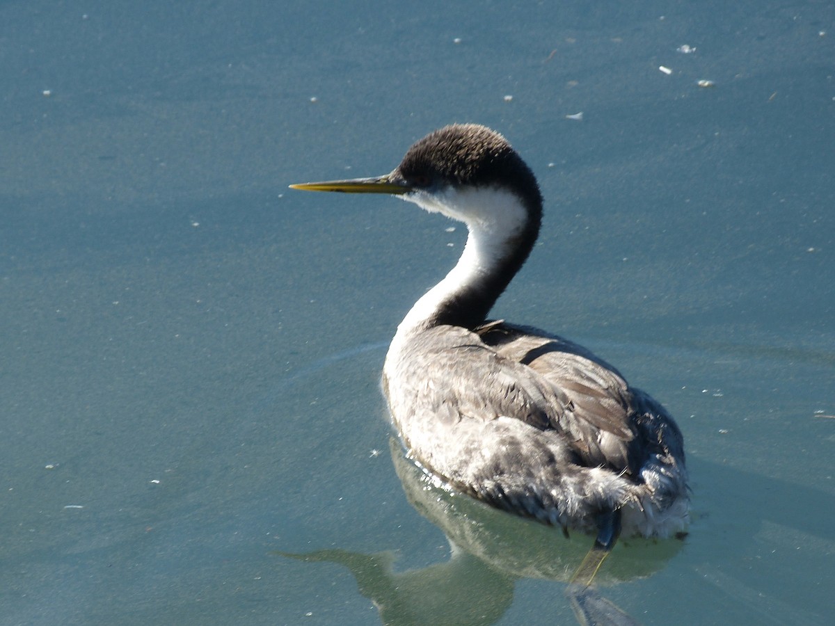 Western Grebe - ML644280607