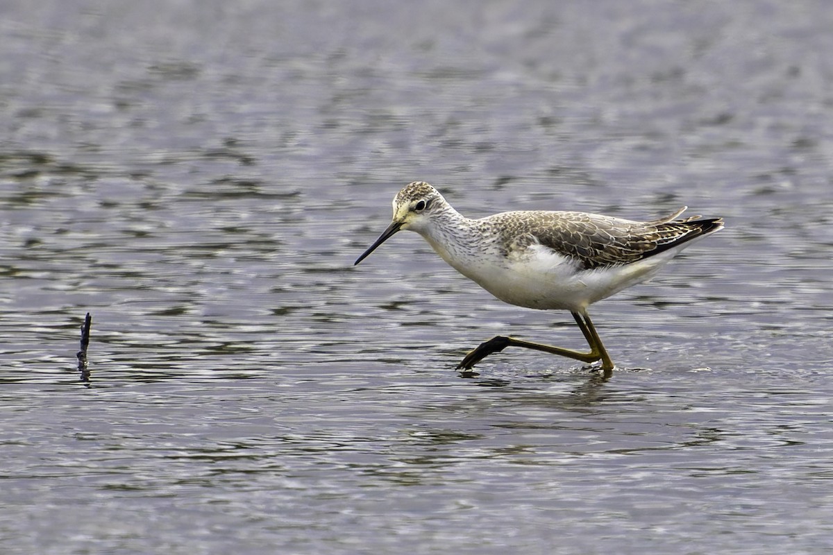 vodouš štíhlý - ML644280613