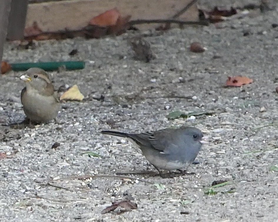 strnadec zimní - ML644280616