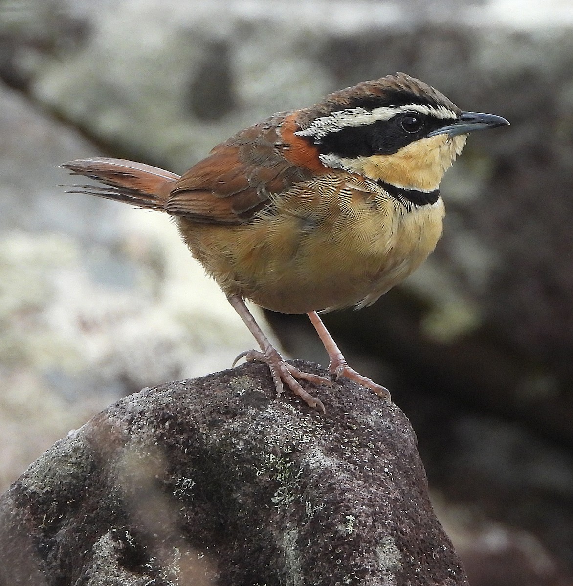 Collared Crescentchest (Collared) - ML644280618