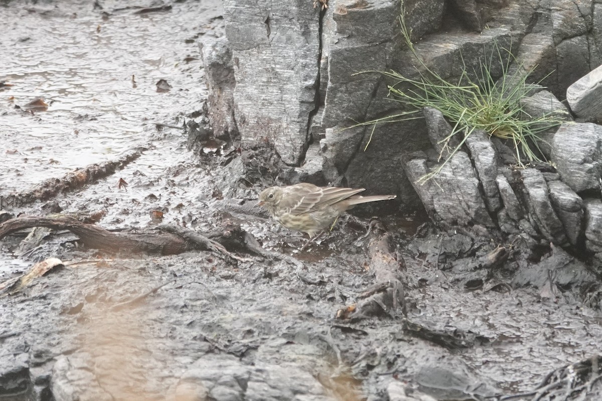 Rock Pipit - ML644280630