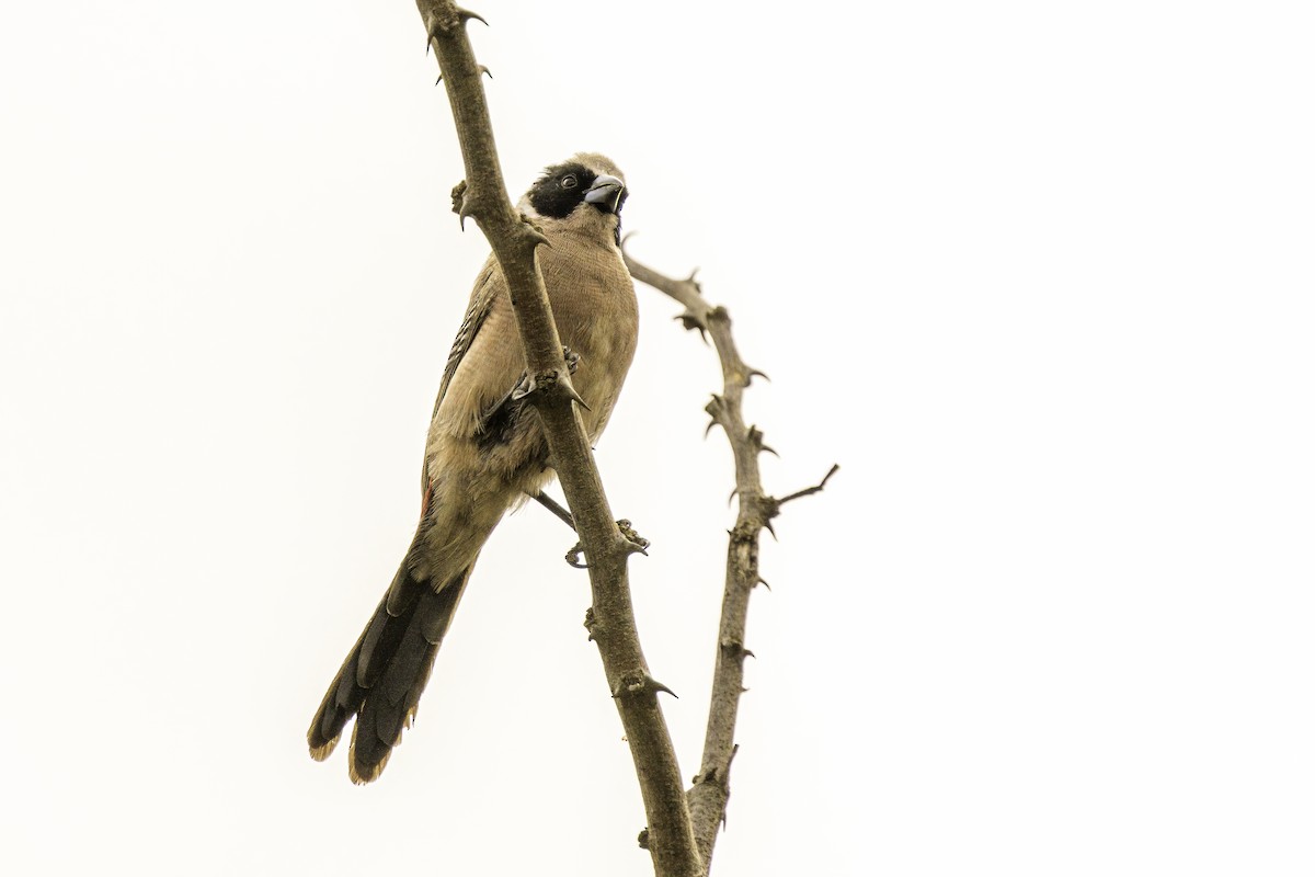 Black-cheeked Waxbill - ML644280643