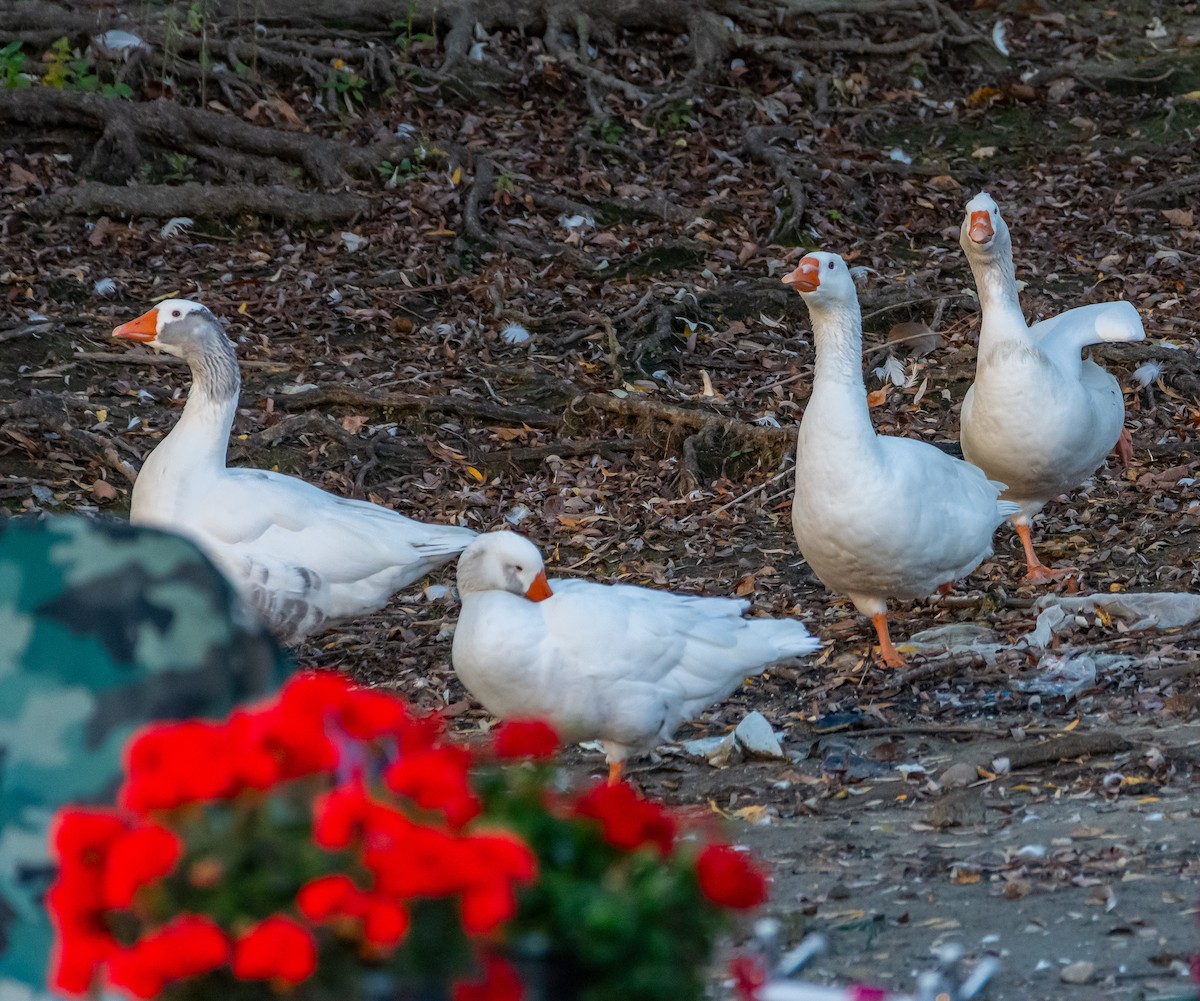 Graylag Goose (Domestic type) - ML644280644