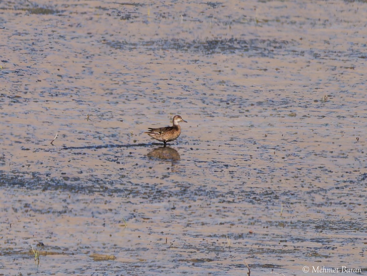 Garganey - ML644280646