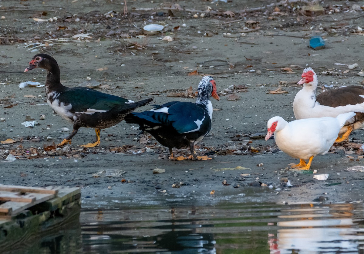 Muscovy Duck (Domestic type) - ML644280666