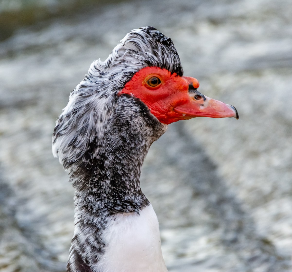Muscovy Duck (Domestic type) - ML644280667