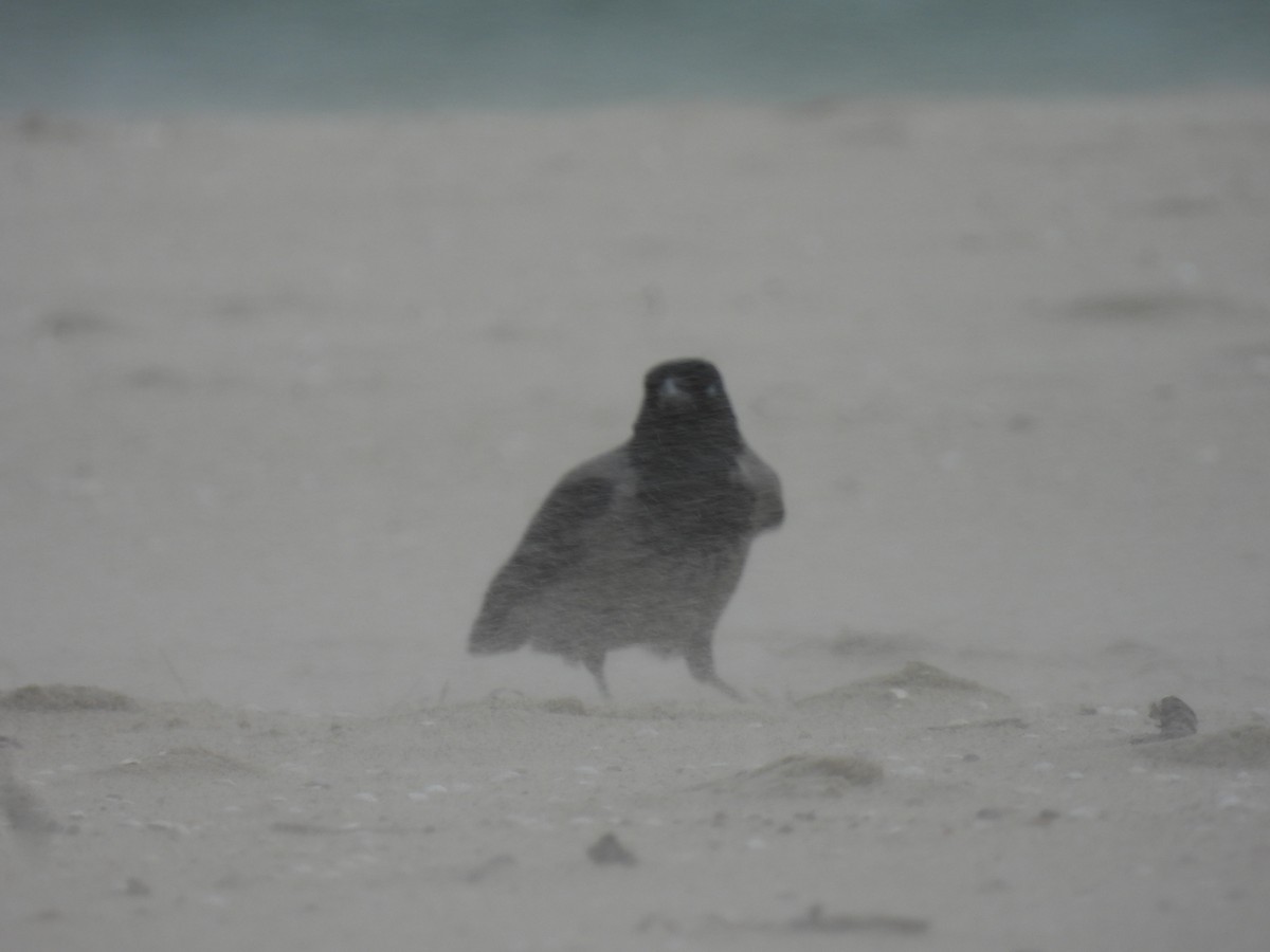 Hooded Crow - ML644280668