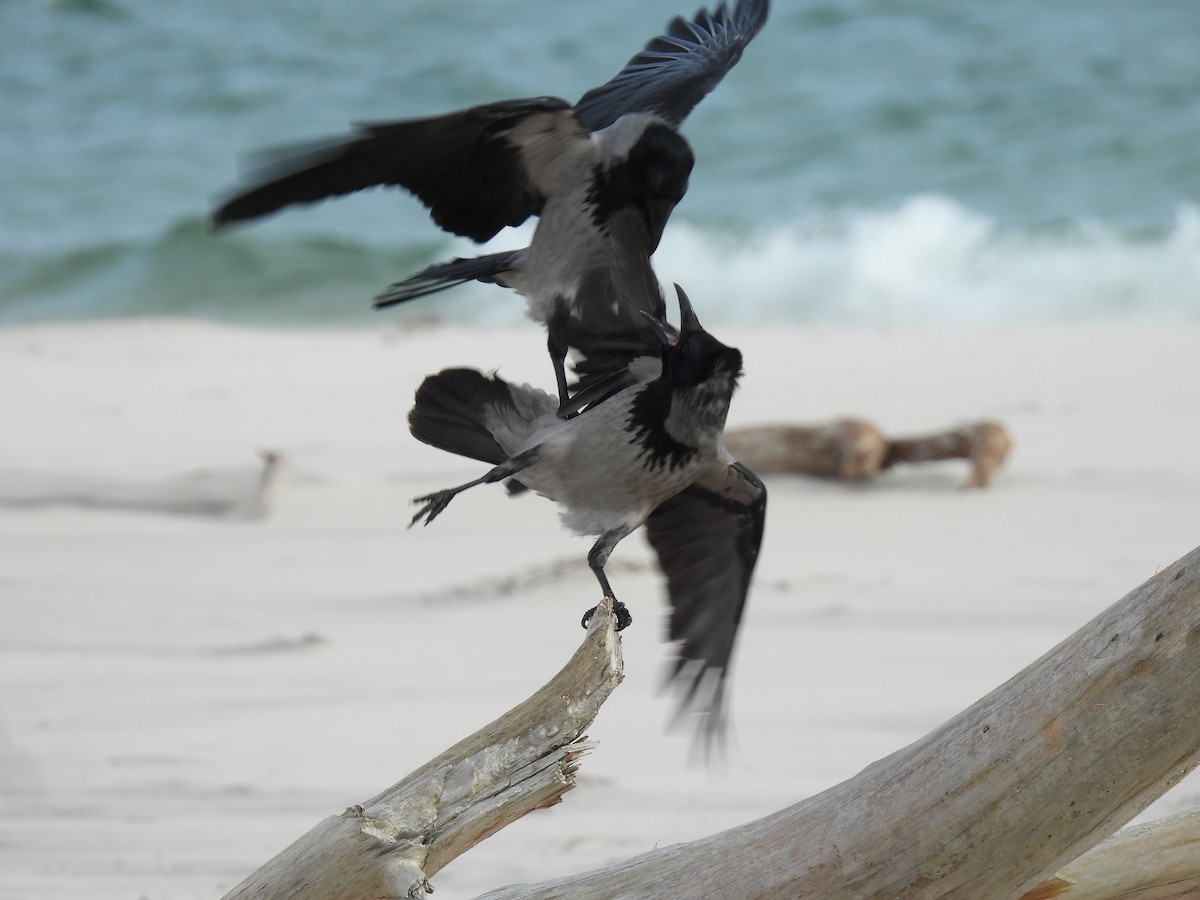 Hooded Crow - ML644280669