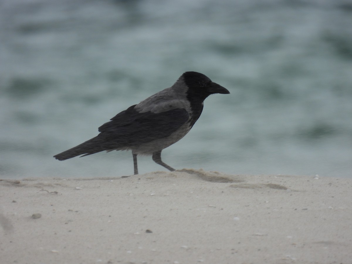 Hooded Crow - ML644280670