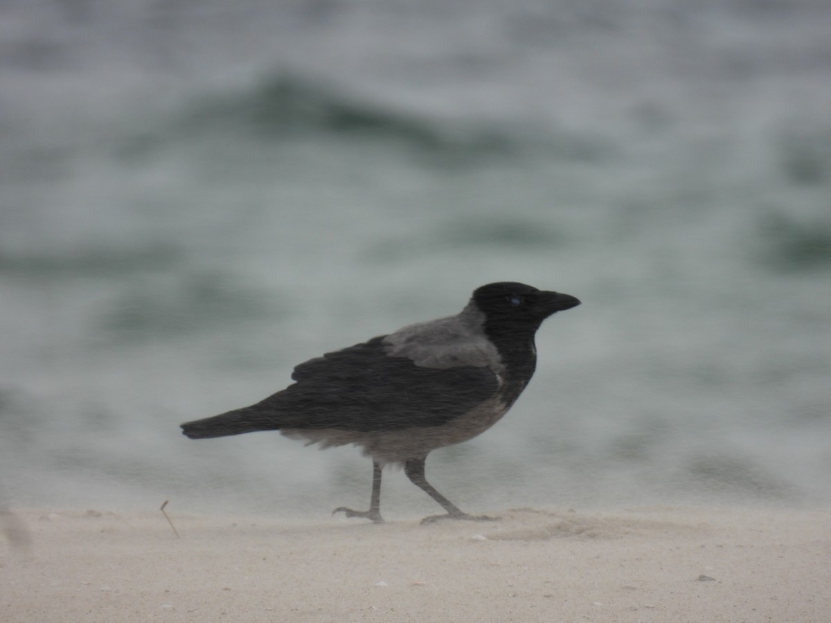 Hooded Crow - ML644280671