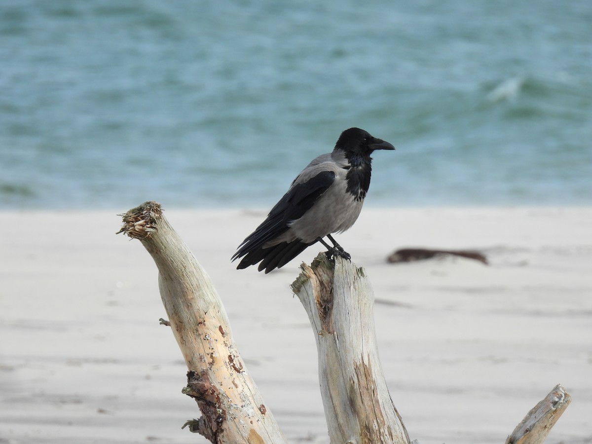 Hooded Crow - ML644280672