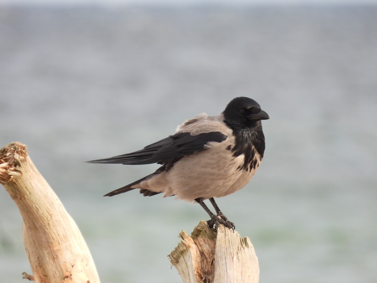 Hooded Crow - ML644280673