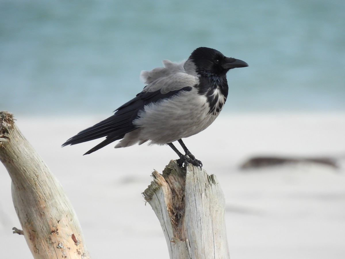 Hooded Crow - ML644280674