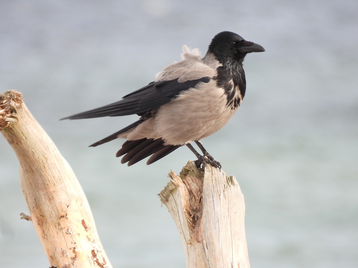 Hooded Crow - ML644280675