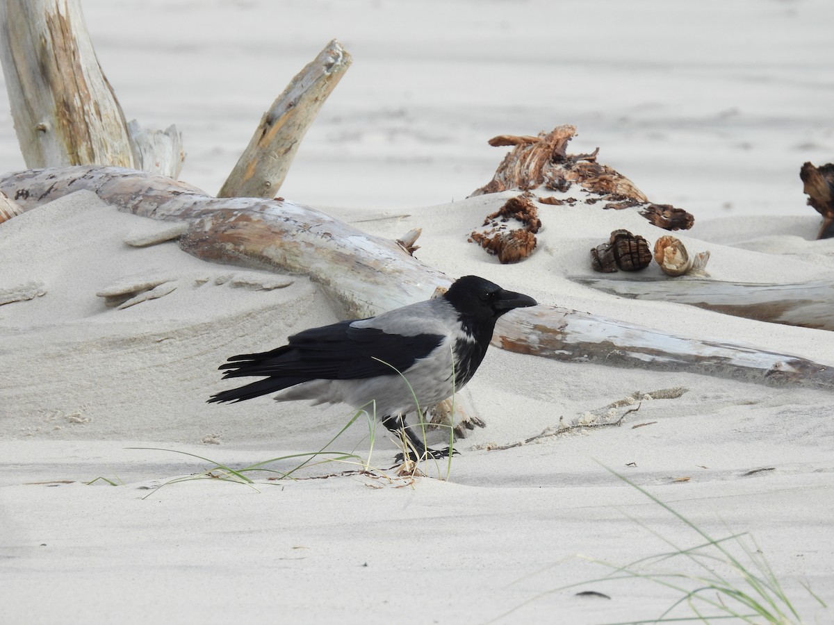 Hooded Crow - ML644280676