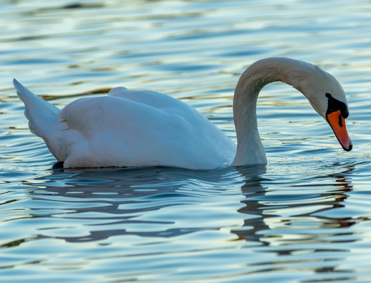Mute Swan - ML644280682