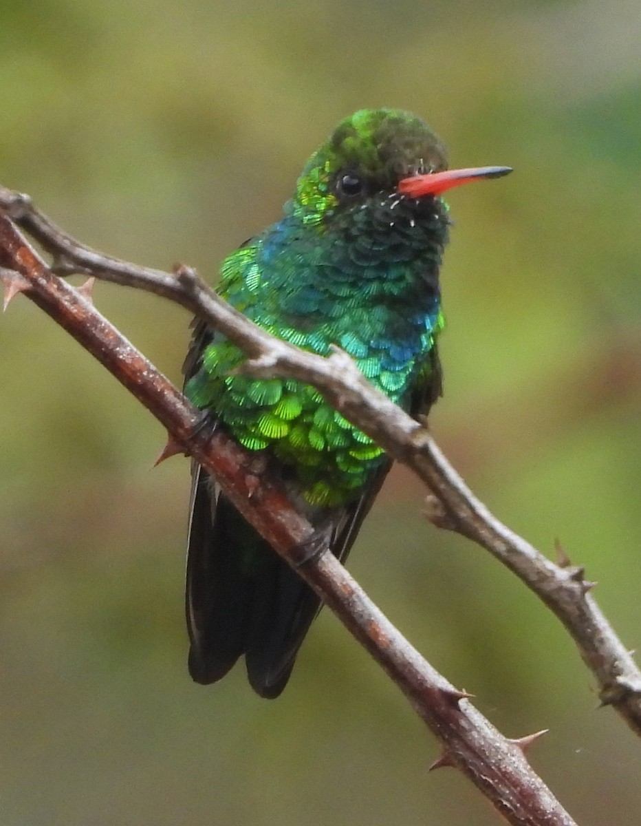 Glittering-bellied Emerald - ML644280683