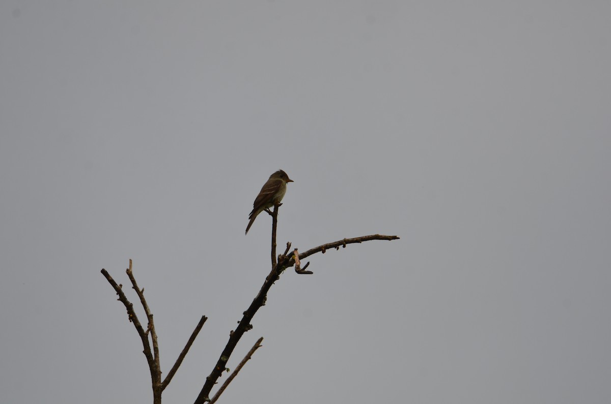 Eastern Wood-Pewee - ML644280685
