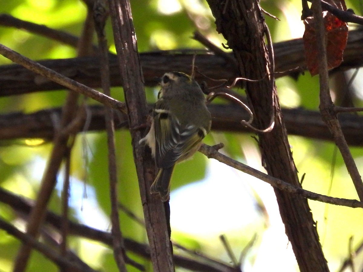 Golden-crowned Kinglet - ML644280686
