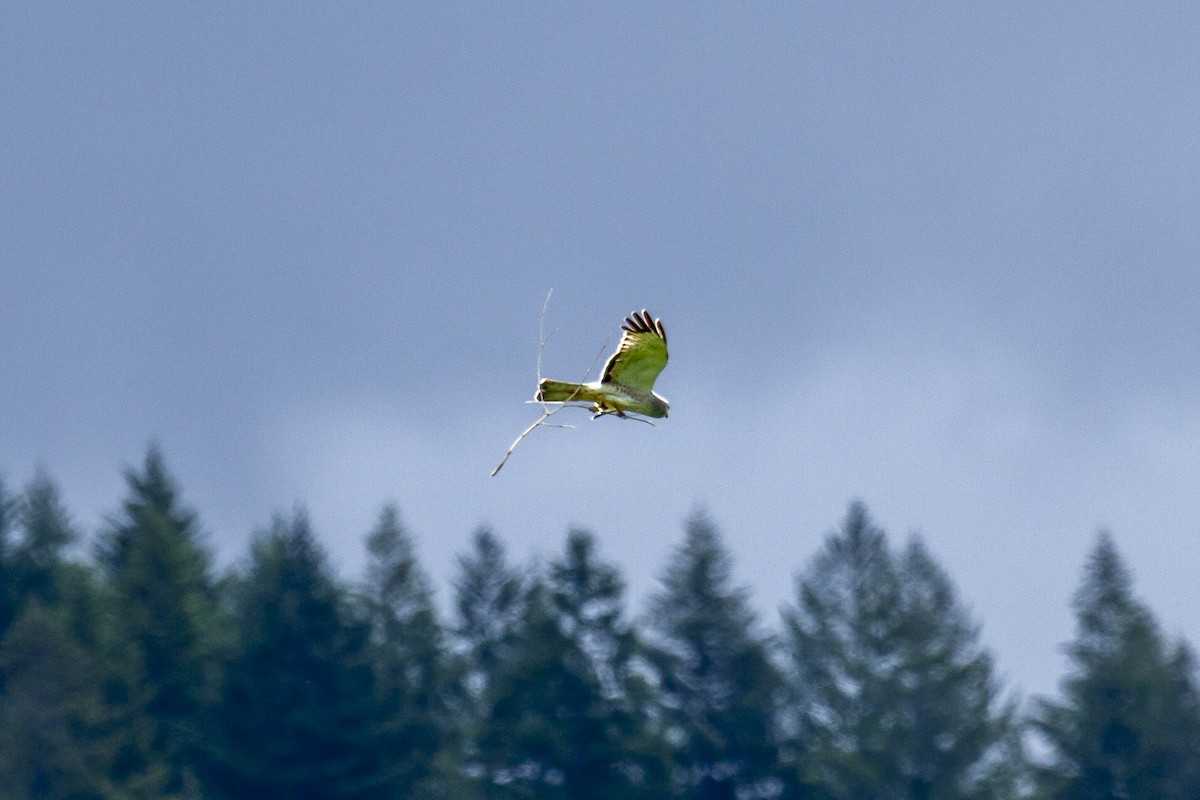 Northern Harrier - ML644280688