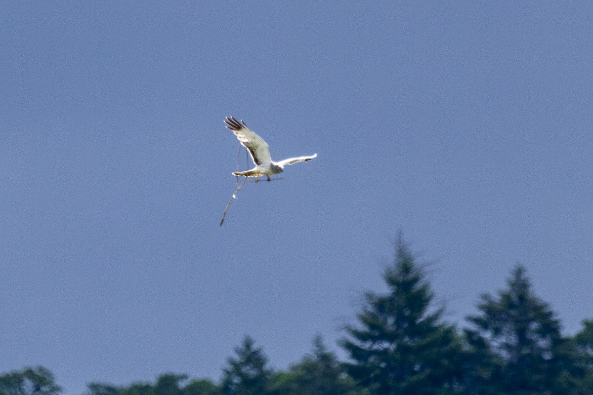 Northern Harrier - ML644280689