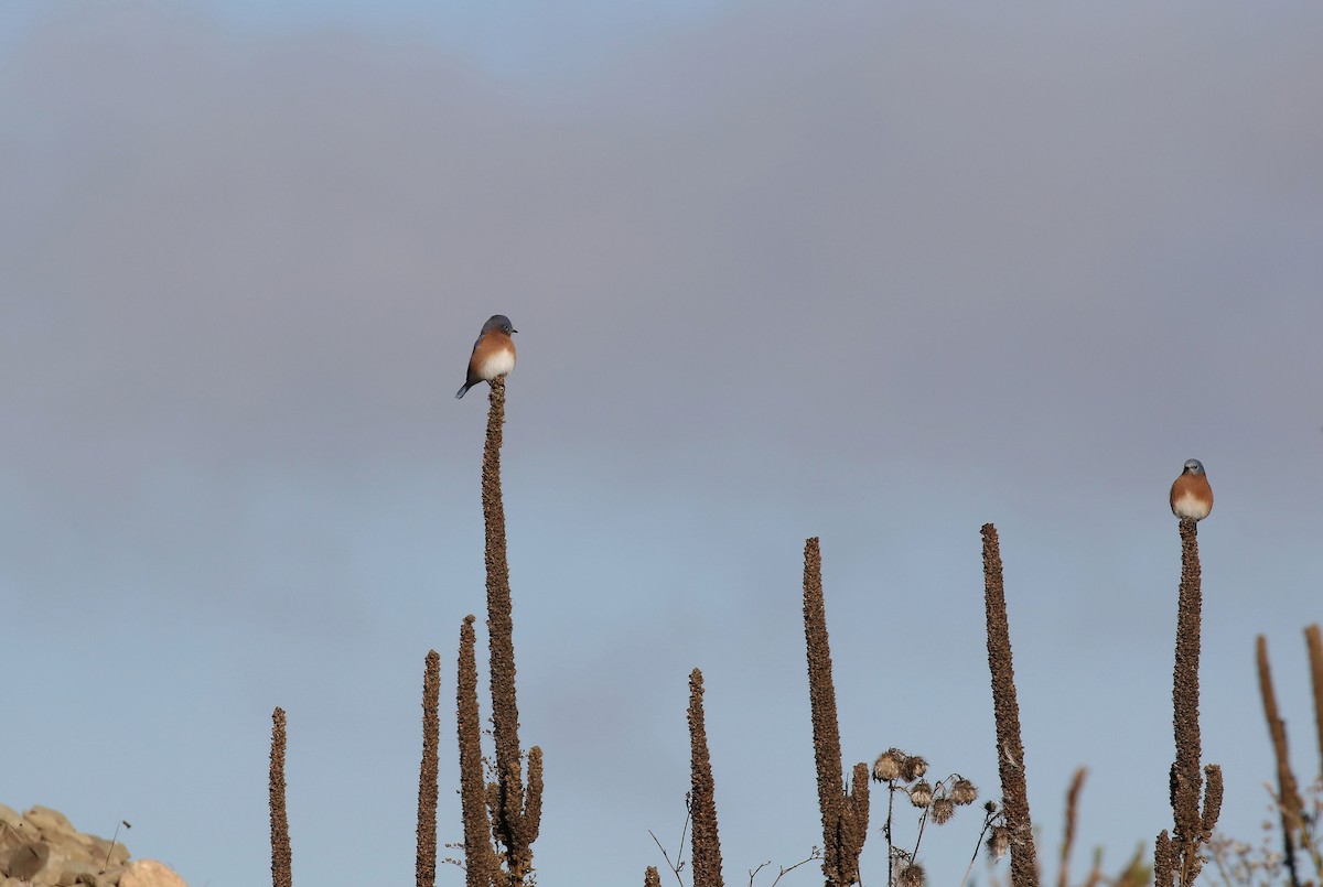 Eastern Bluebird - ML644280690