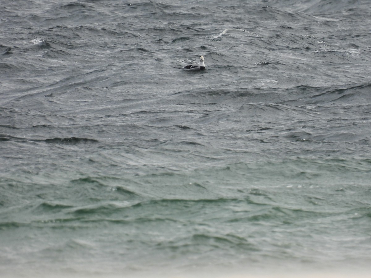 Long-tailed Duck - ML644280691