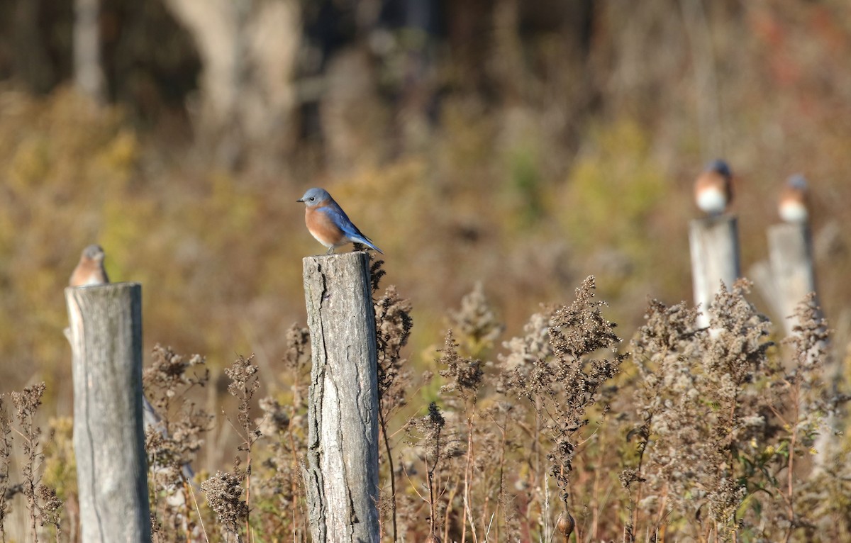 Eastern Bluebird - ML644280692