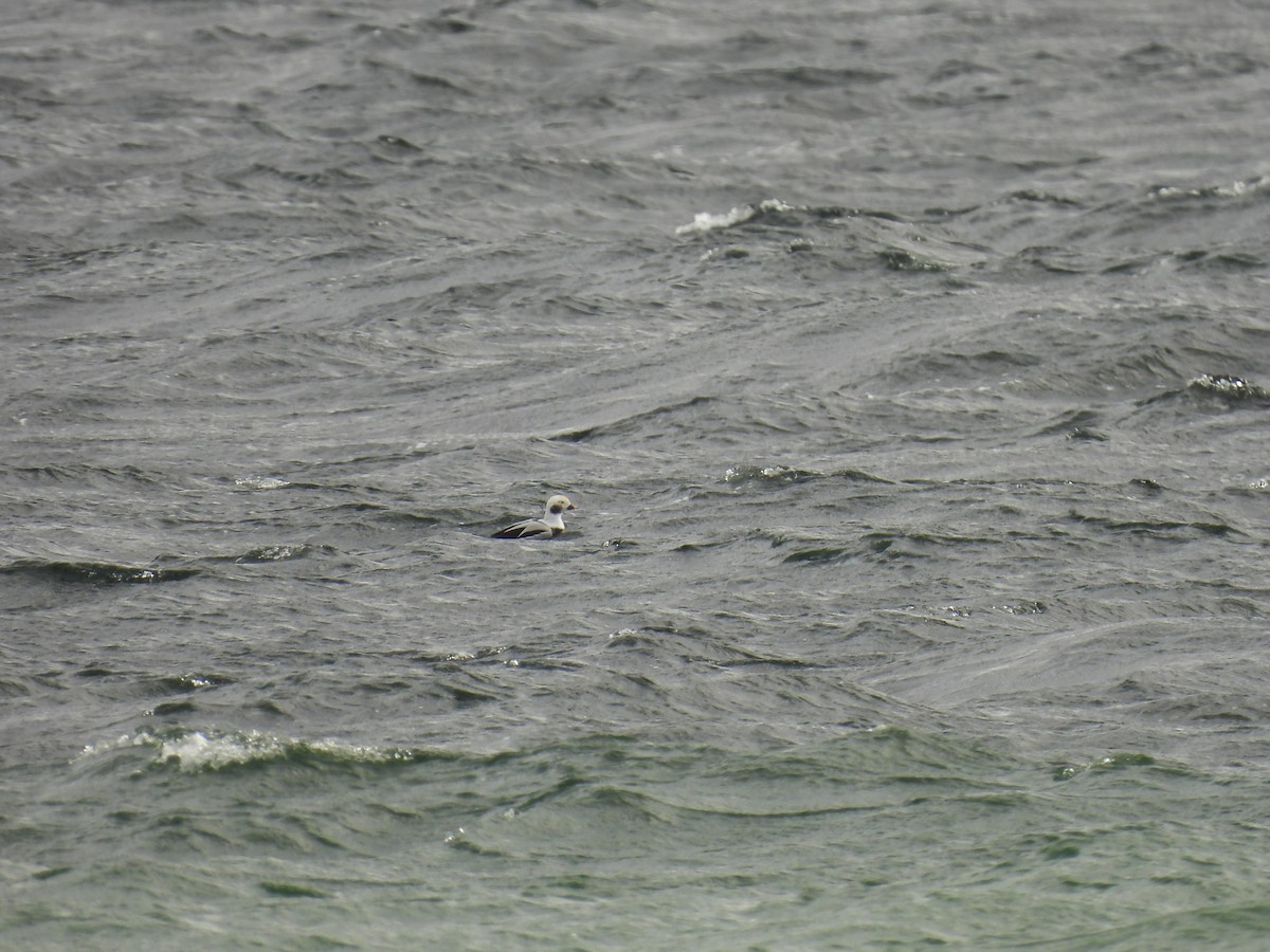 Long-tailed Duck - ML644280693