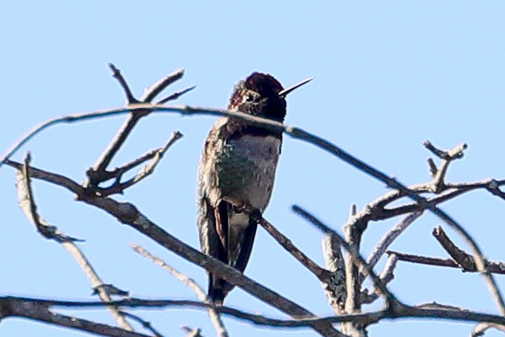 Anna's Hummingbird - ML644280694