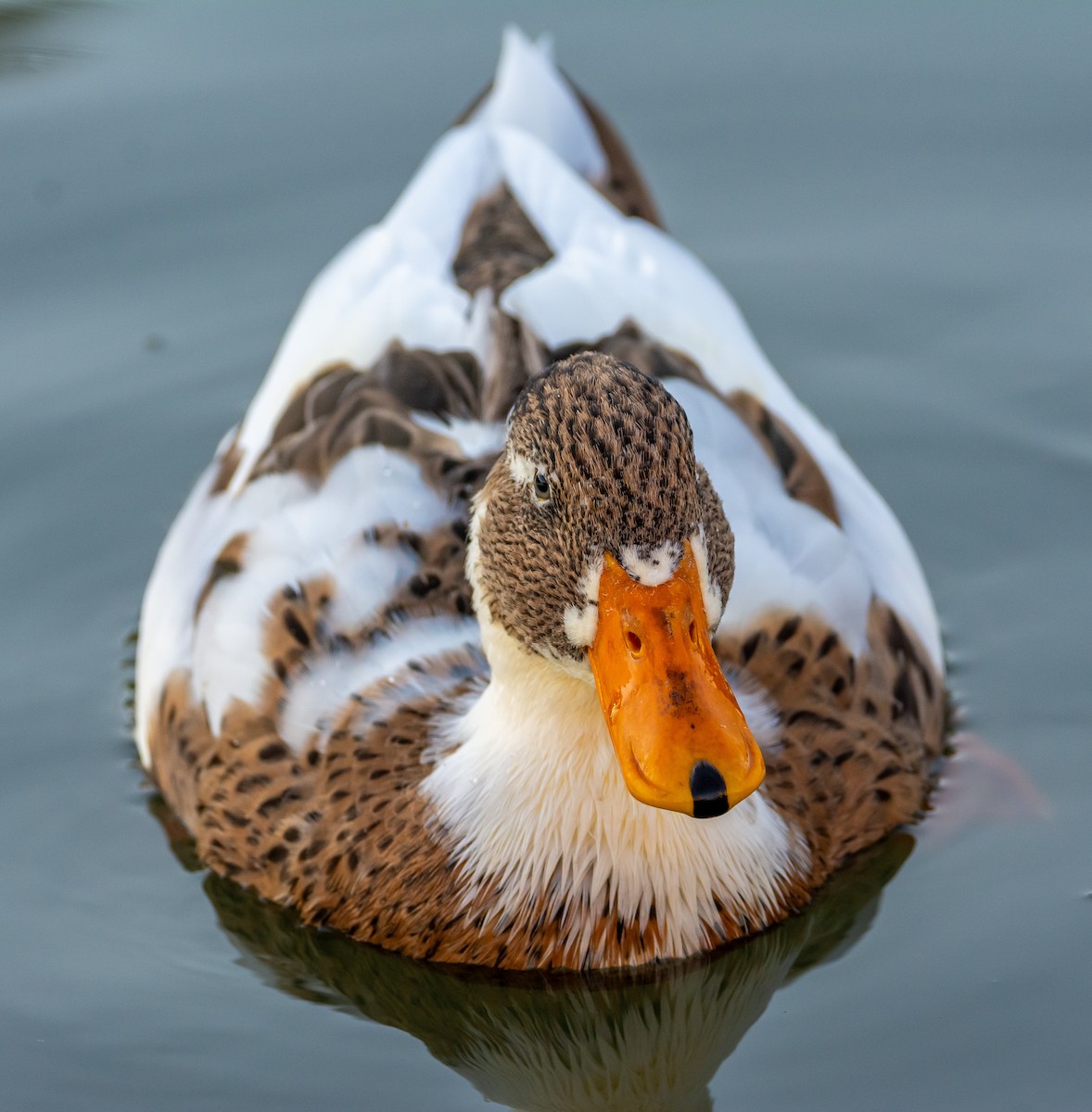 Mallard (Domestic type) - ML644280695