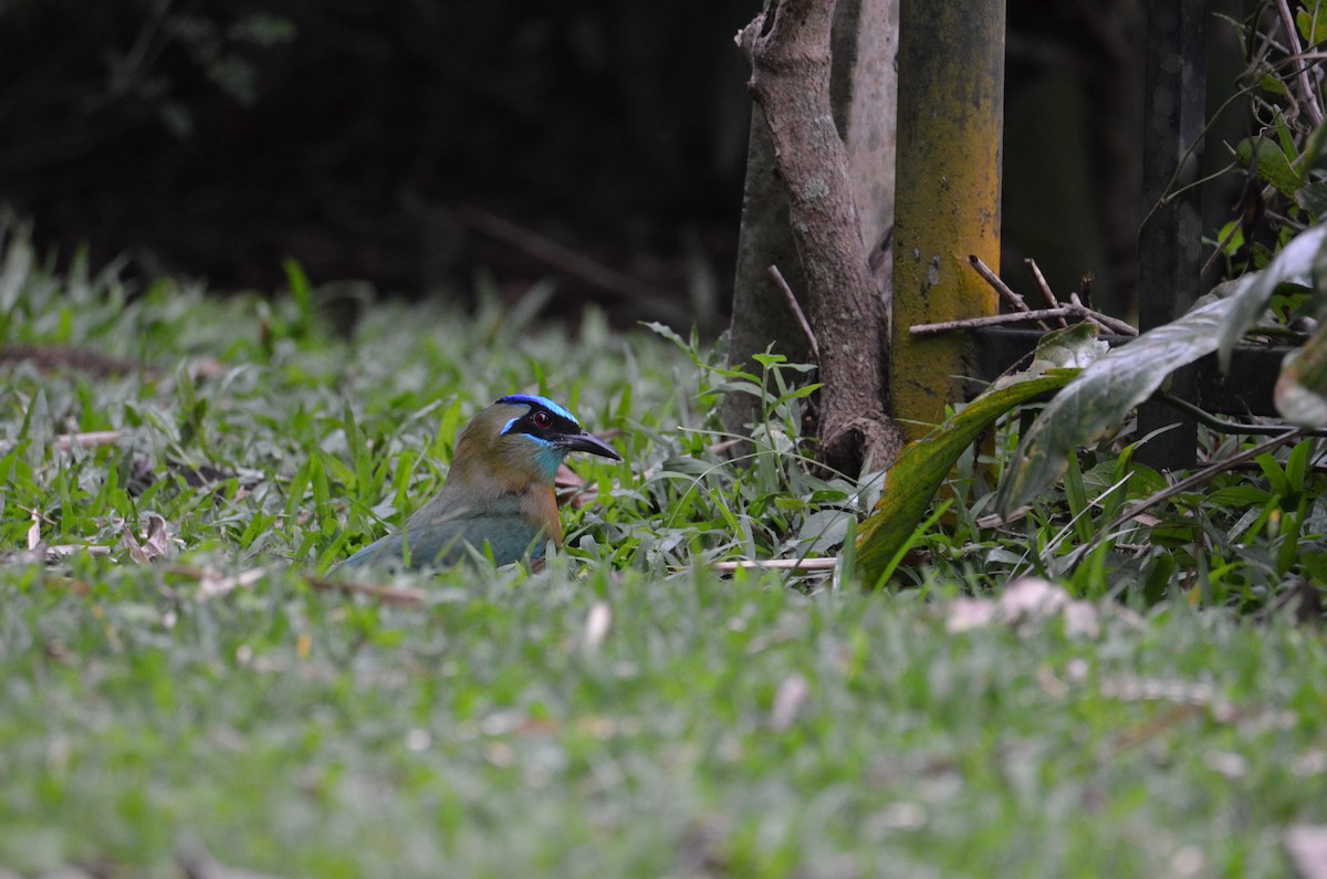 Lesson's Motmot - ML644280696