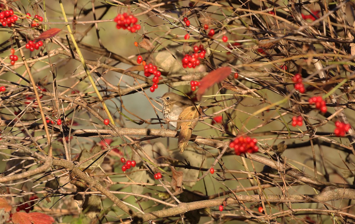 Hermit Thrush - ML644280700