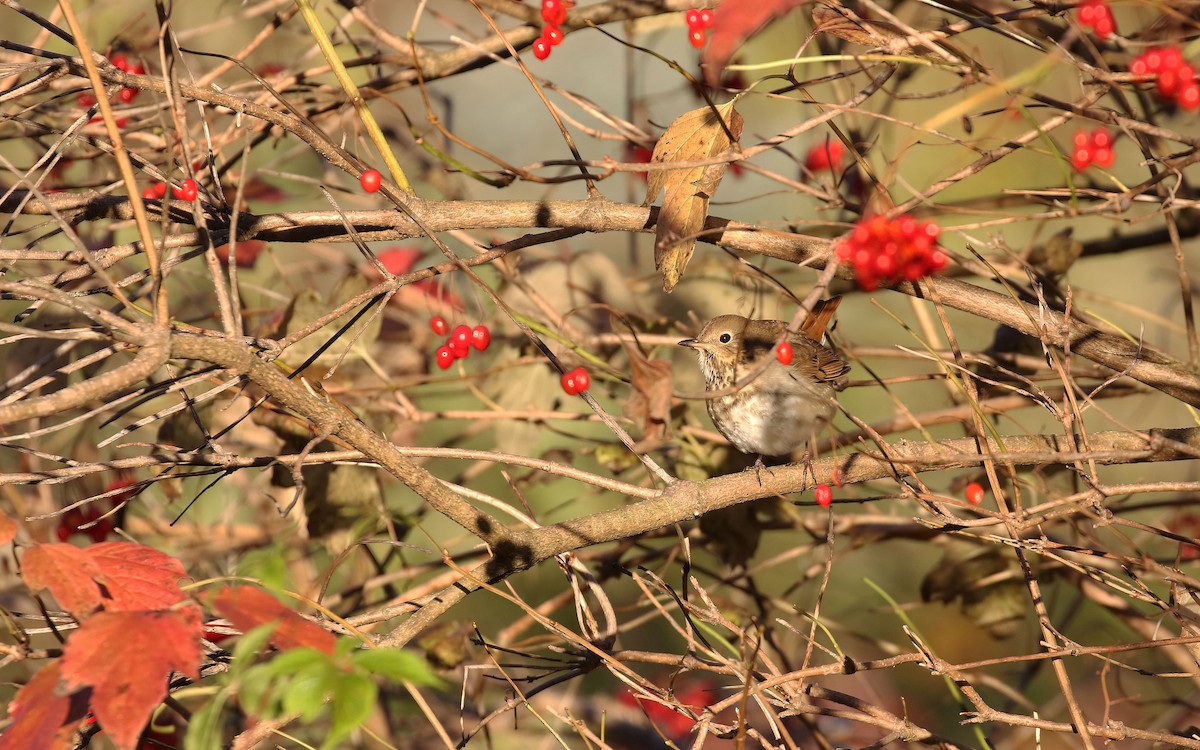 Hermit Thrush - ML644280701