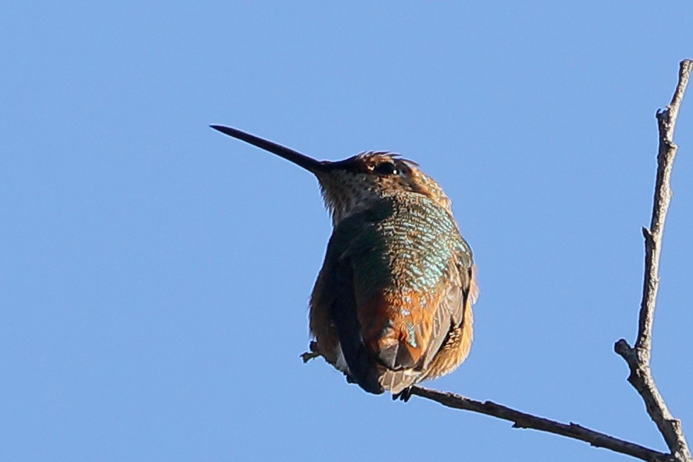 Allen's Hummingbird - ML644280703