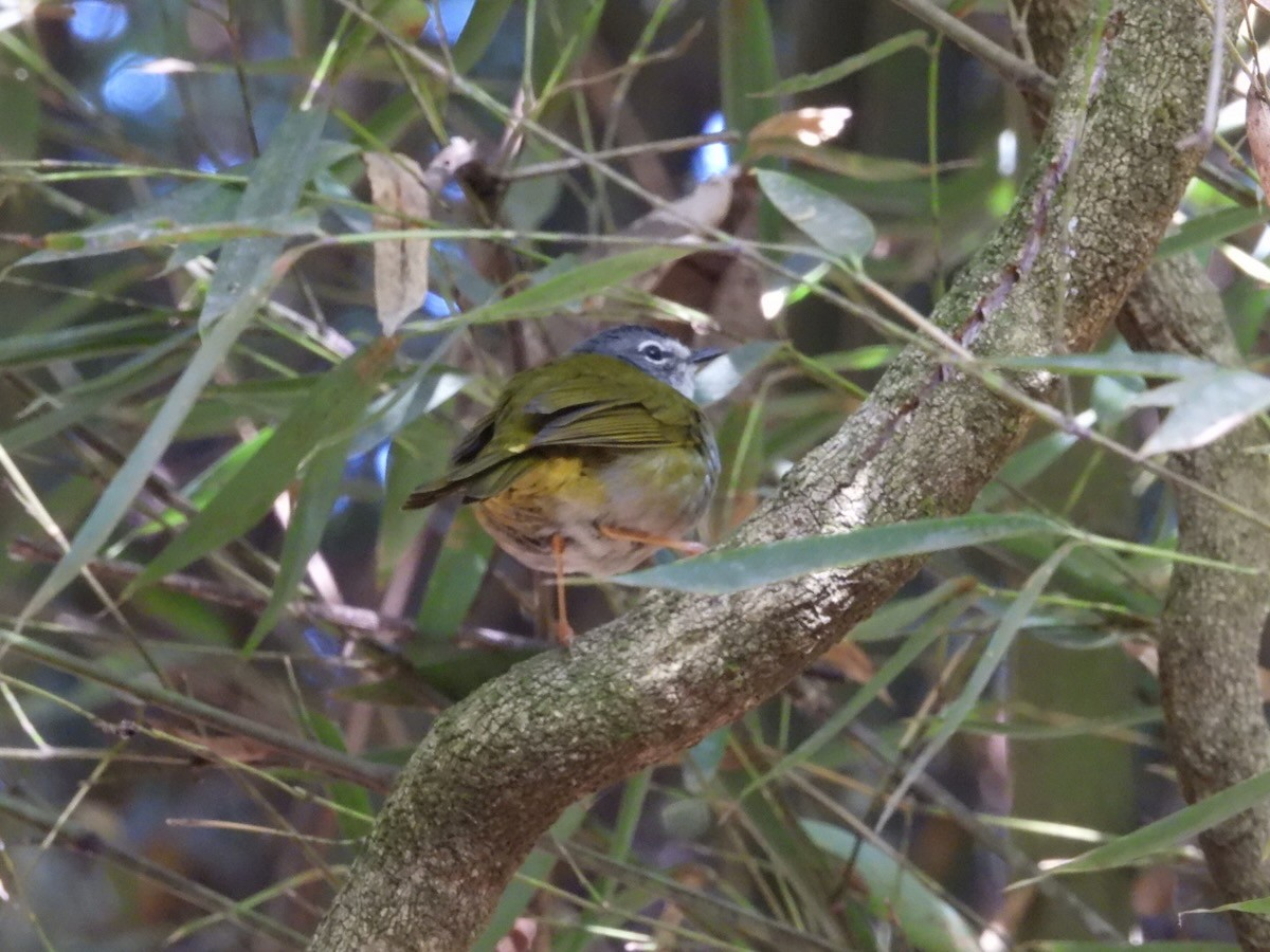 White-browed Warbler - ML644280713