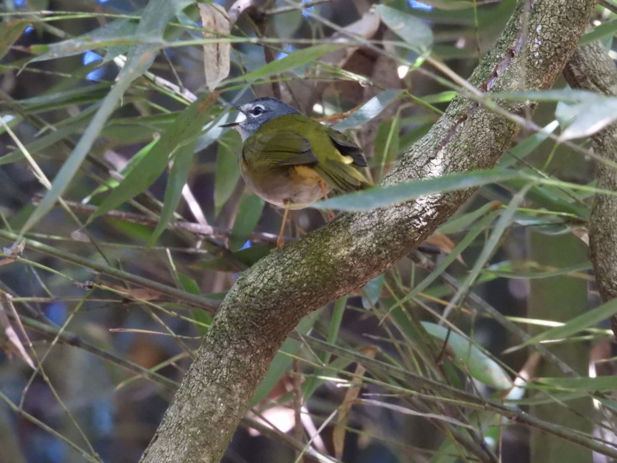 White-browed Warbler - ML644280714