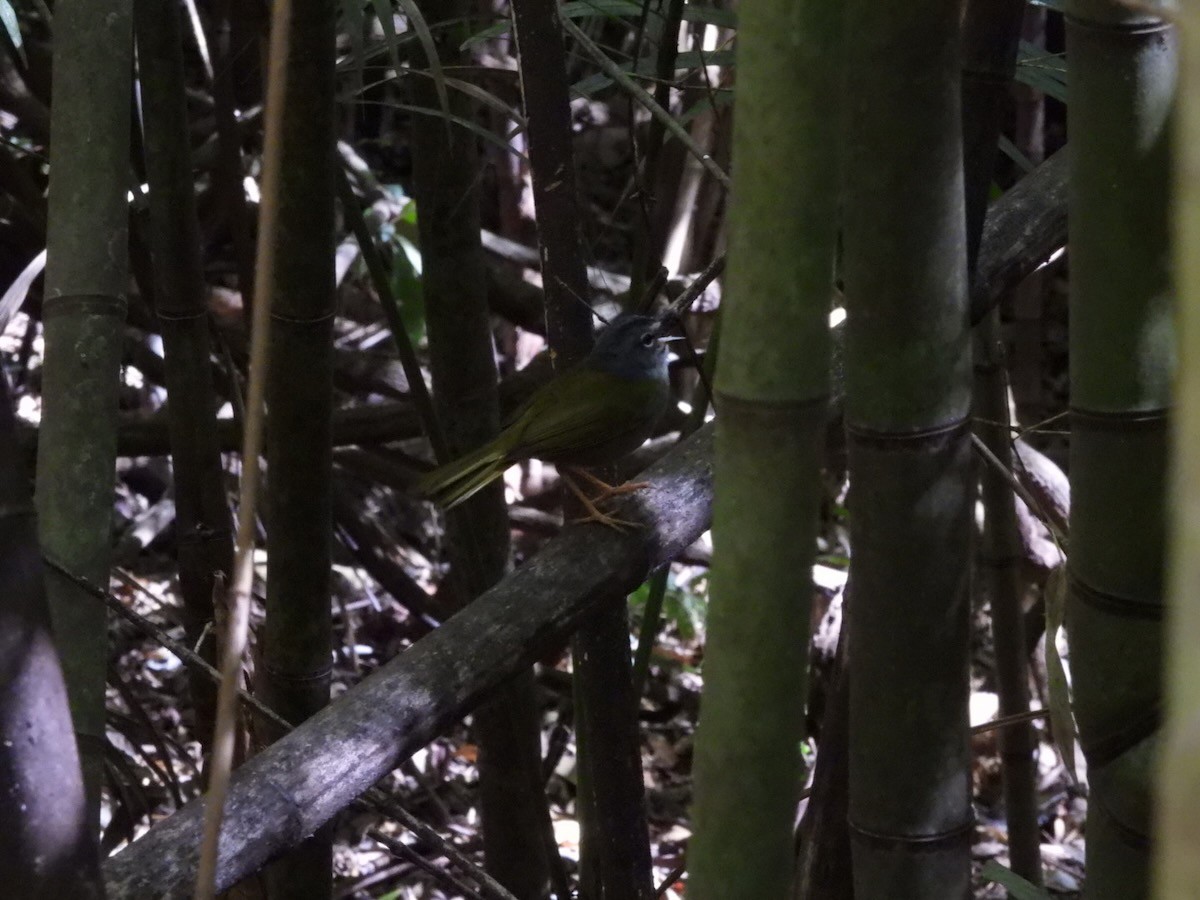 White-browed Warbler - ML644280715