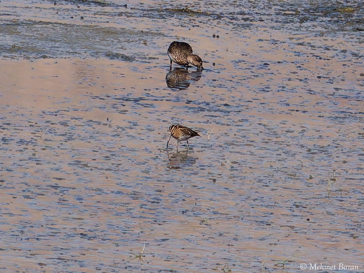 Бекас - ML644280718