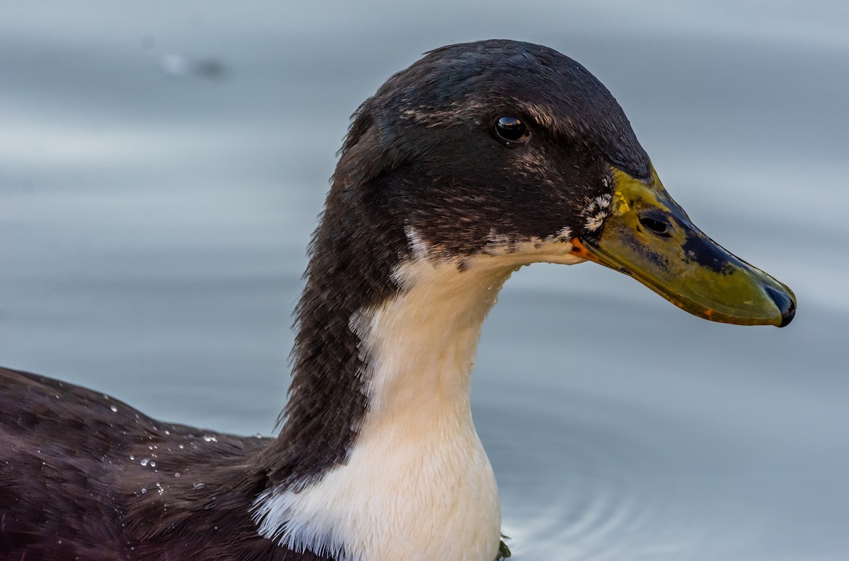 Кряква (Одомашенного типа) - ML644280724
