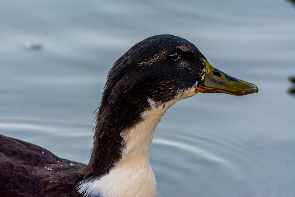 Кряква (Одомашенного типа) - ML644280726