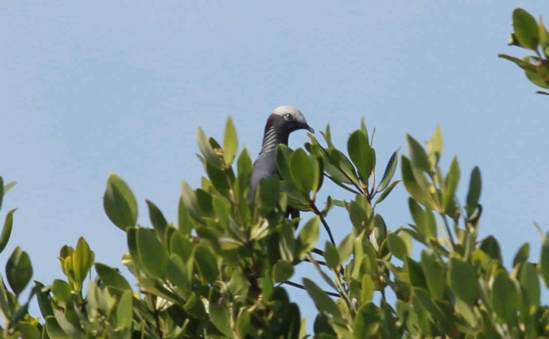 White-crowned Pigeon - ML644280730
