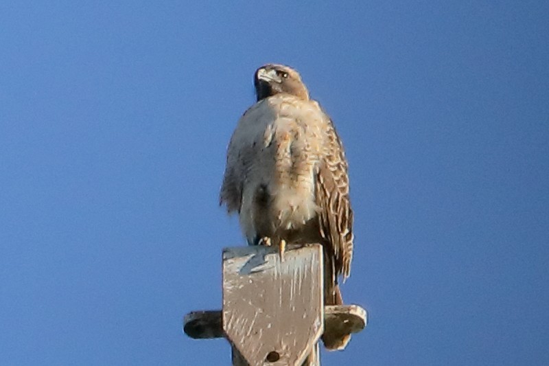 Красноплечий канюк - ML644280731