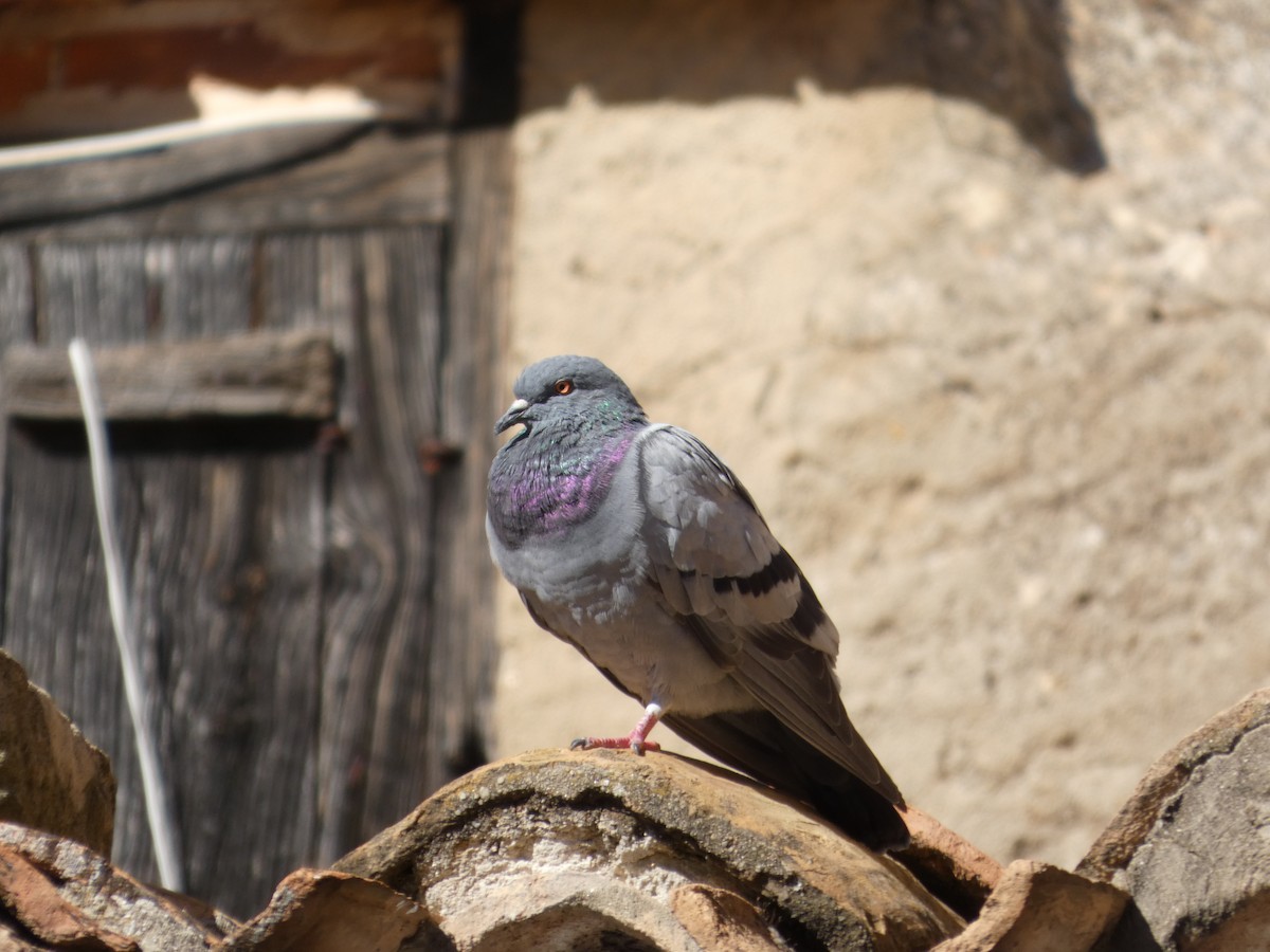 Сизый голубь - ML644280732