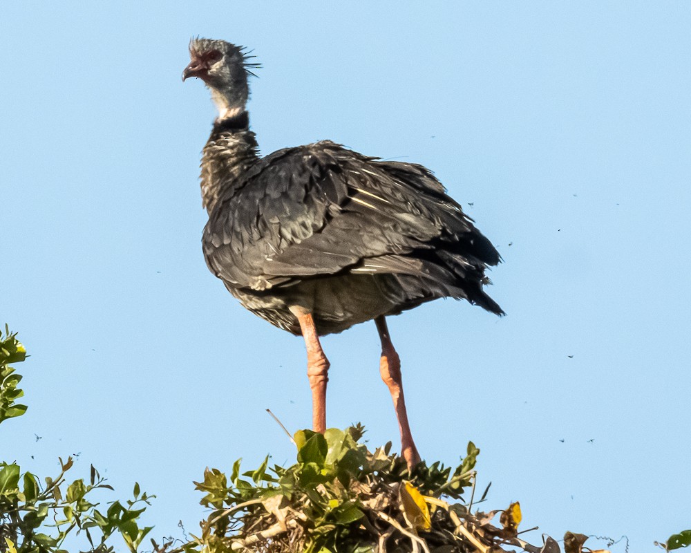 Хохлатая паламедея - ML644280734